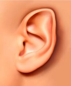 گوش استال (Stahl’s Ear)
